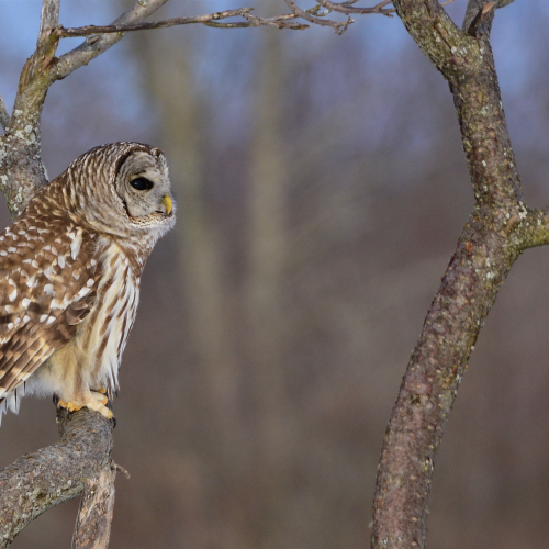 Barred Owl