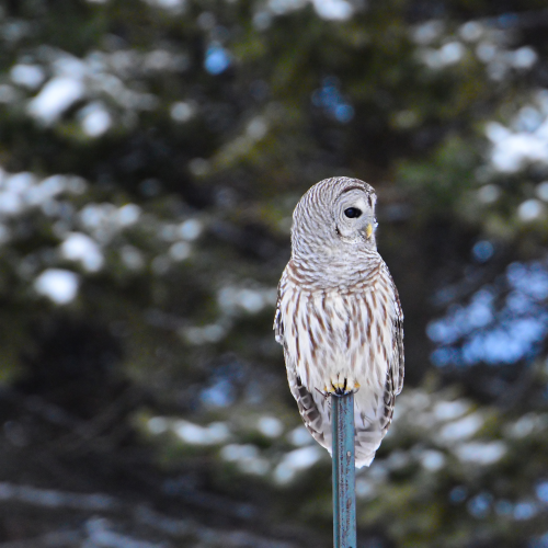 Winter Owl