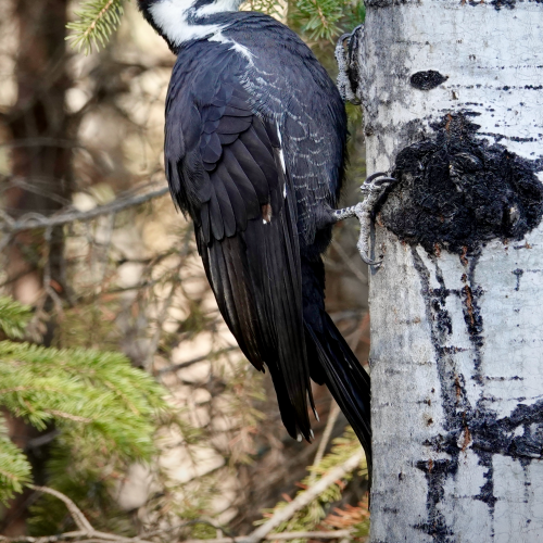 Red-Headed Pileated Girl