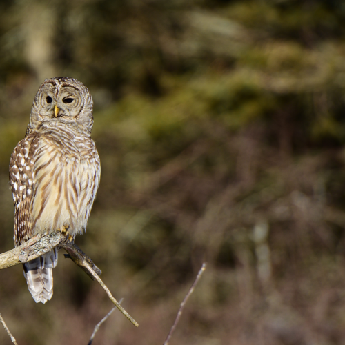 Barred Owl