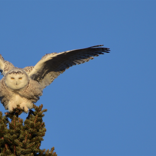 Winging It