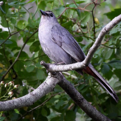 Catbird