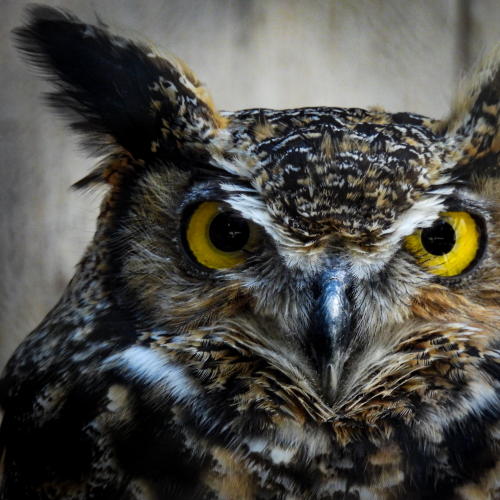Owl obsessed