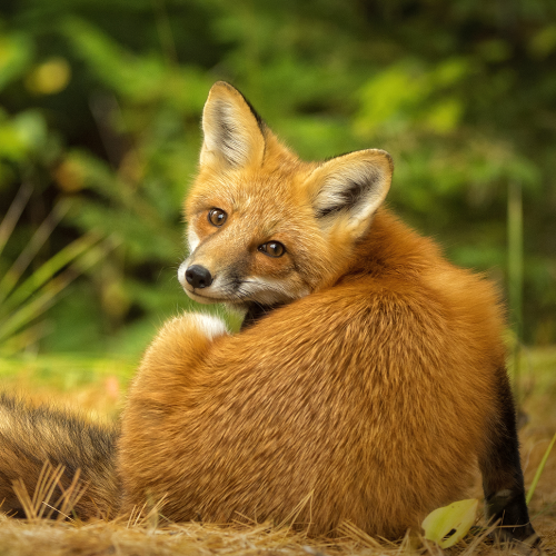 Bashful Red Fox
