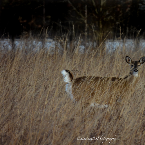 Deer