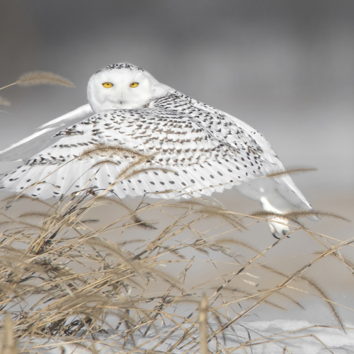 Snowy Owl Glance