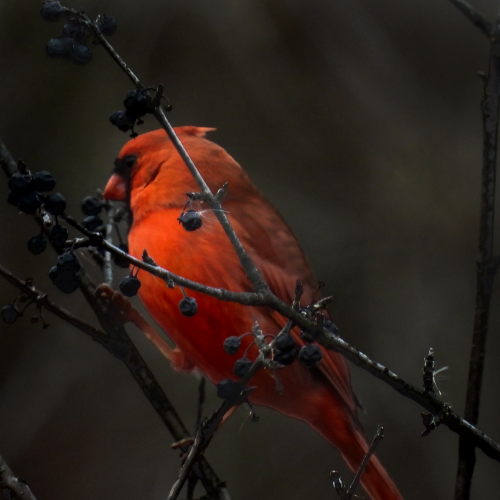 Cardinal