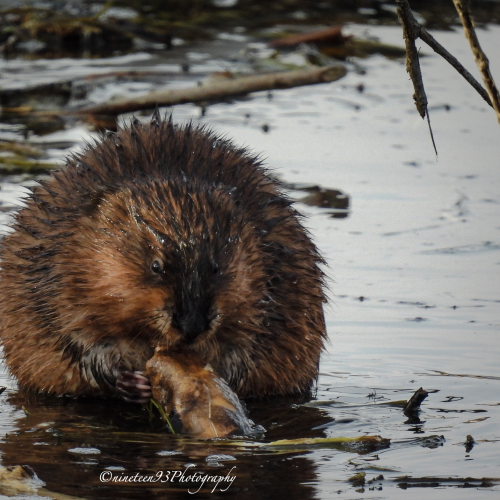 Beaver