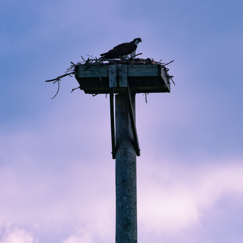 Osprey Nest