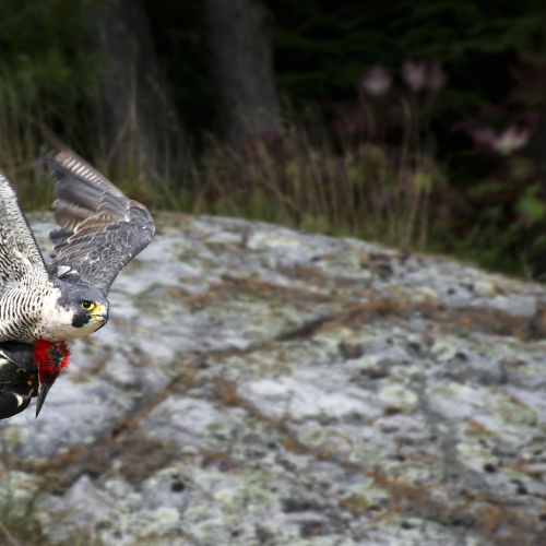 Peregrine Falcon