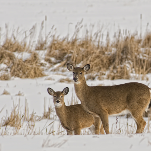 White-tails and Cattails