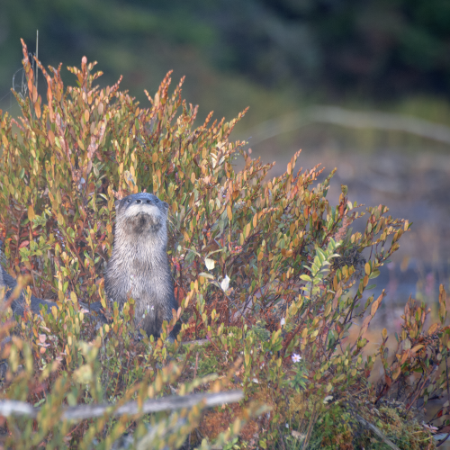 Otter Trio