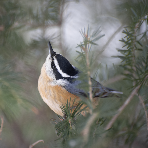 Nuthatch