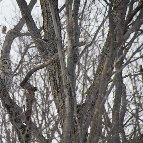 Camouflage Owl 
