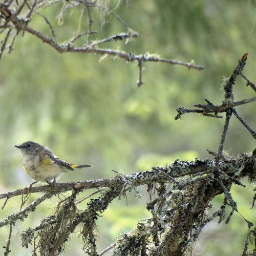 Warbler 