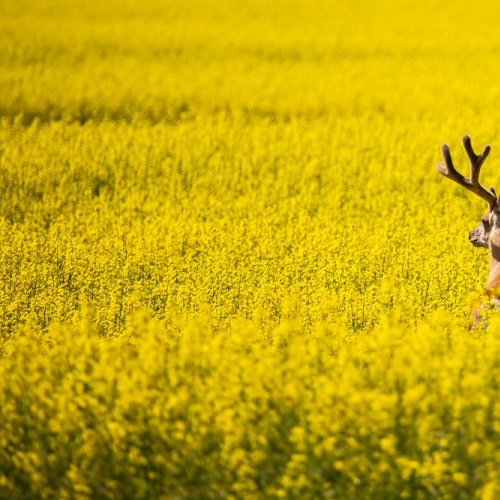 Mule Deer Buck in Canola Fields