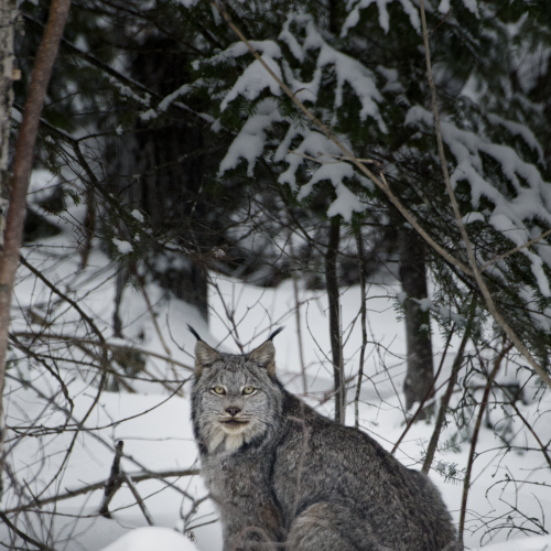 Lynx
