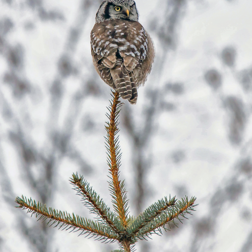 northern hawk owl