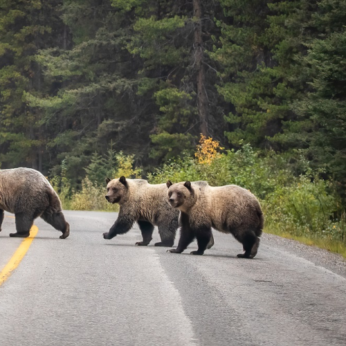 Road Block