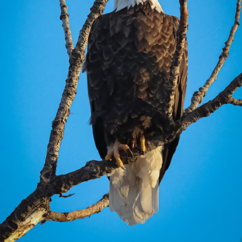 A Majestic Bird