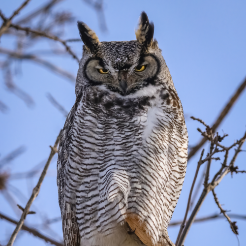 A Precarious Perch