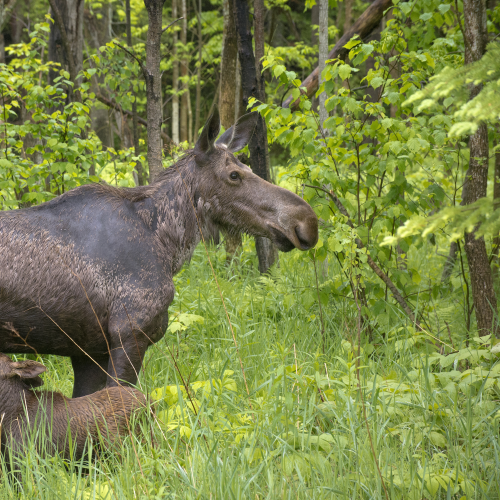 Mother Moose