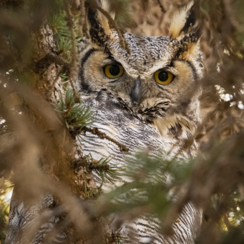 Camouflaged