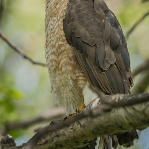 Cooper's Hawk