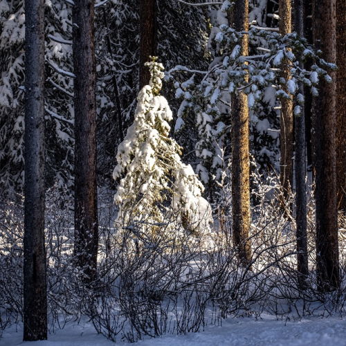 Sunlit Spruce