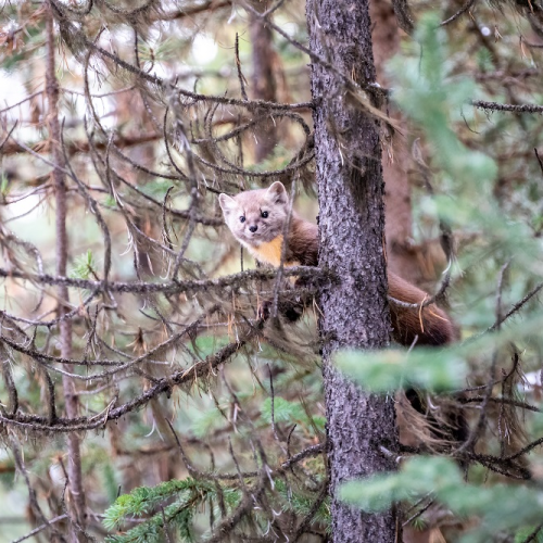 Curious Pine Marten
