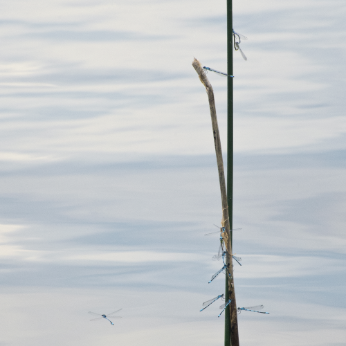 Damselflies