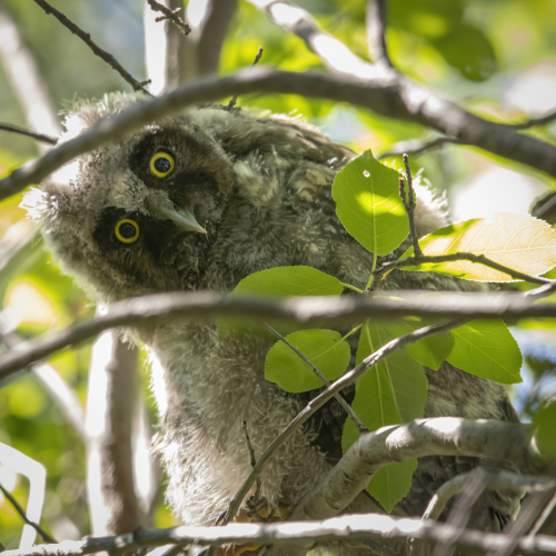 I See You!