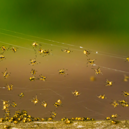 For those who like spiders