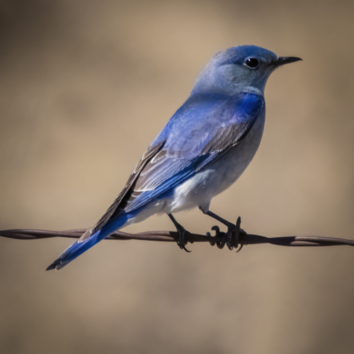 Like a Bird on a Wire