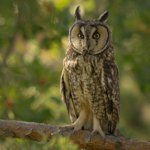 Long Eared Owl