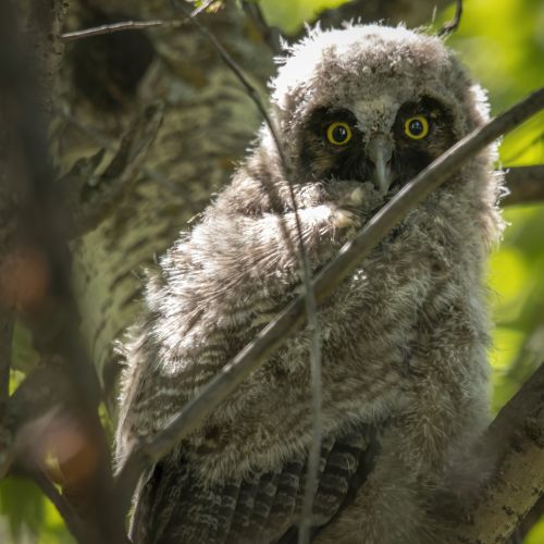 Long Eared Owlet