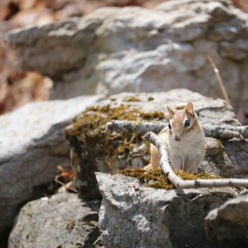 Curious Chipmunk