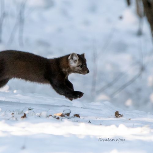 Why Did the Fisher Cross the Road?