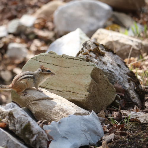 Curious Cottager