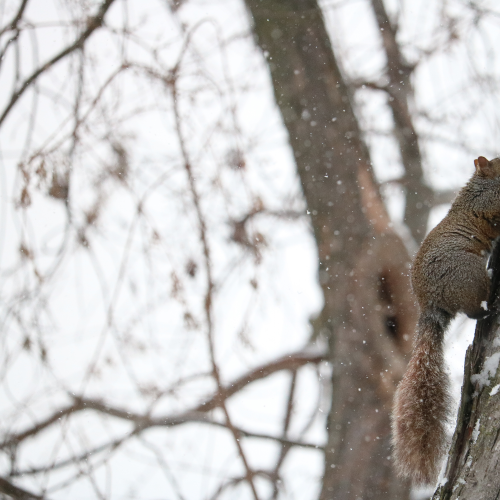 Squirrel in the Snow