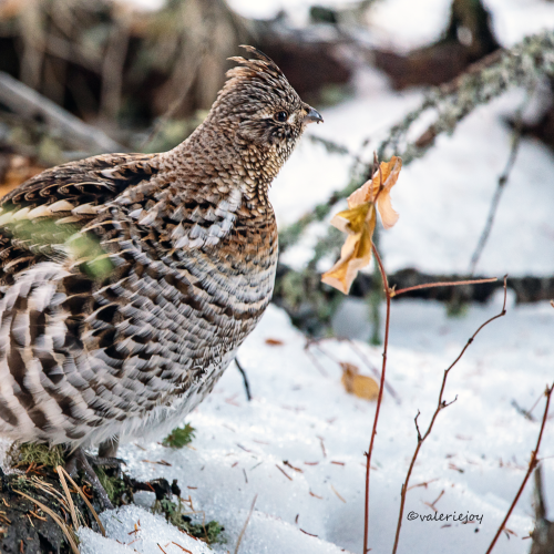 Ruffed Grouse in the Woods