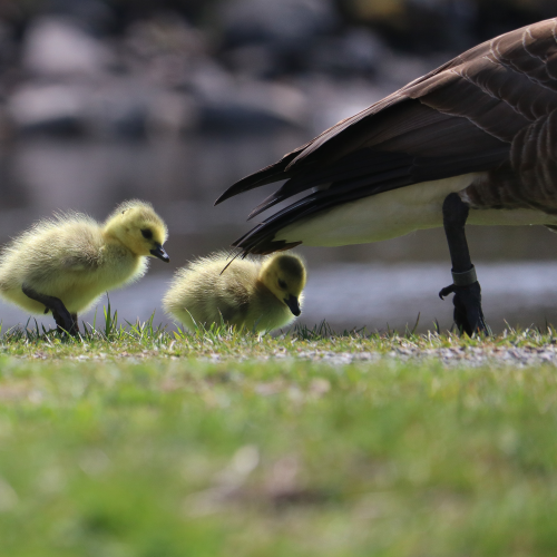 Ducks in a Row