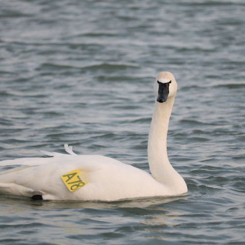 Swan on the Water
