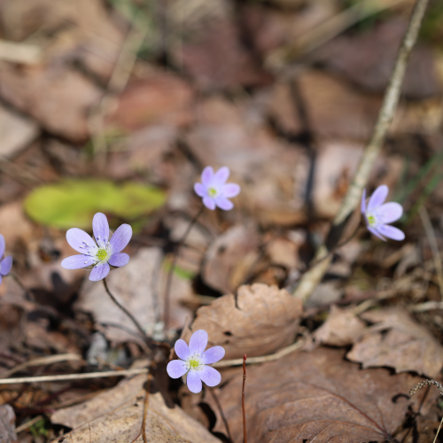 Hepatica