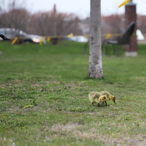 Spring Day