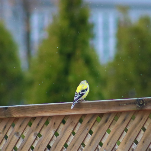 Backyard Visitor