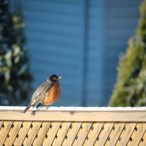 Little Robin