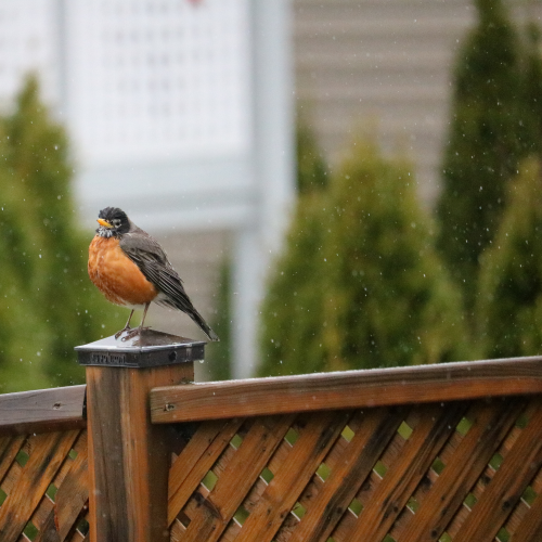 Robin in the Rain