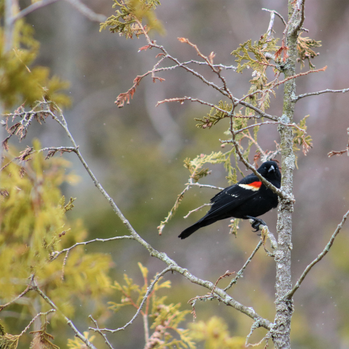 Red Winged Blackbird