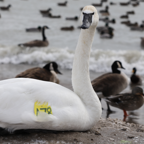 Swan